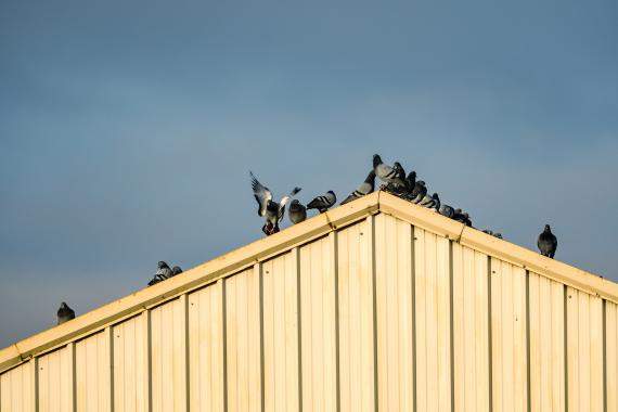 Poseur d'ossature en bois Loiret